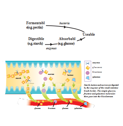 Caroline show you the types of carbohydrates