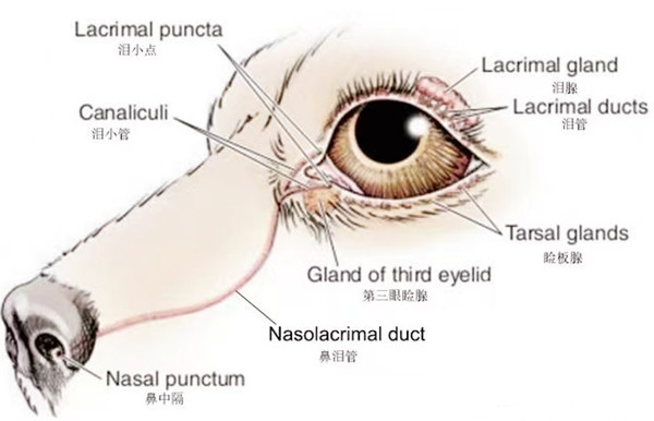 Knowledge Sharing About Dog Tear Marks