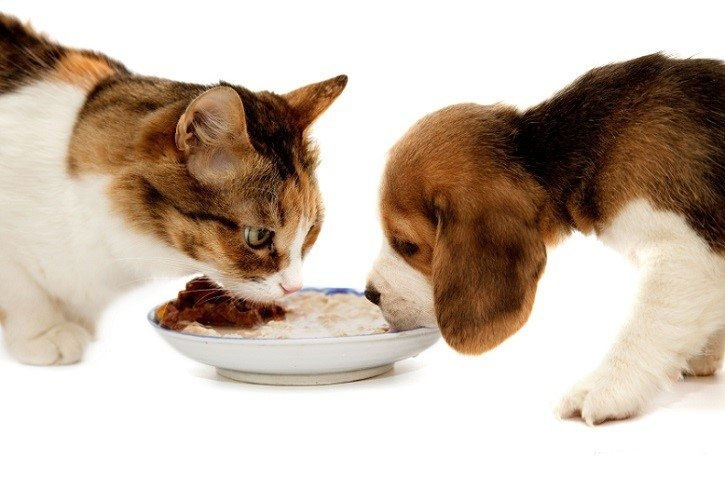 Common forbidden food for dogs and cats