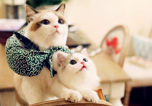 Trends of natural cat food market in 2022