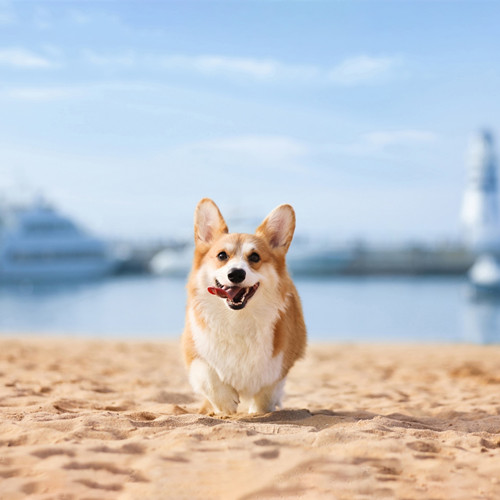 Five Points To Pay Attention To In Pet Food Quality Control