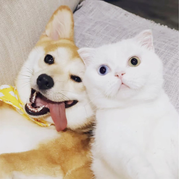 Why Do Dogs Like Rawhide Chews?